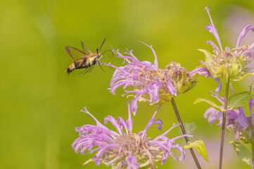 Bergamont Flower Attracting Hummingbird Moth