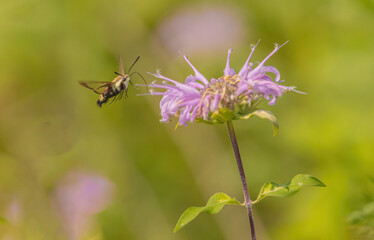 Hummingbird Moth On Beebalm