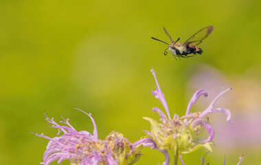 Hummingbird Moth In Flight OverBee Balm