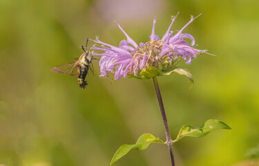 Bergamont Flower Attracting Hummingbird Moth