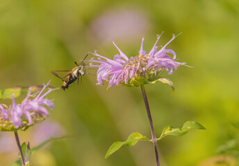 Hummingbird Moth On Beebalm