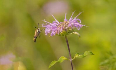 Hummingbird Moth On Beebalm