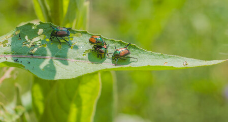 Japanese Beetles On A Leaf