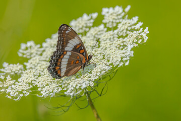 White Admiral Butterfly On Flower