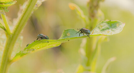 Japanese Beetles On A Leaf