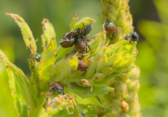 Japanese Beetles On A Plant