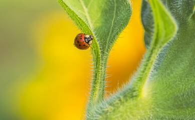 Lady Bug On Sunflower Leaf