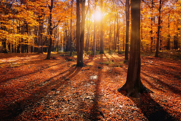 Tranquil Orange autumn forest trees, fallen leaves. Royalty high-quality free best stock of Beautiful forest in the bright sunshine of the sun. Peaceful  landscape nature, scenery, Colorful foliage