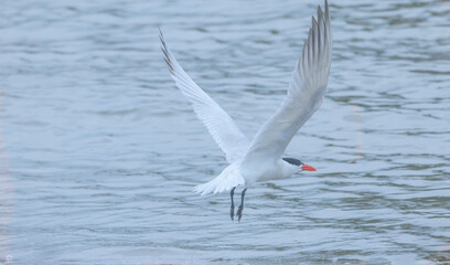 Tern In Flight