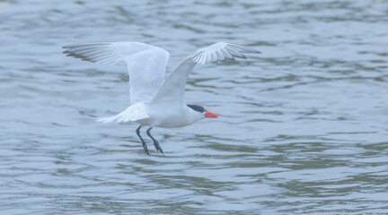 A Tern Just Ready To Fly
