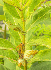 Aphis nerii On the Milkweed Plant