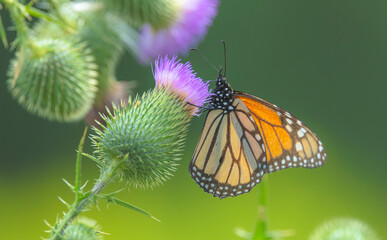 Monarch Butterfly On Wild Flower