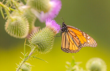 Monarch Butterfly On Wild Flower
