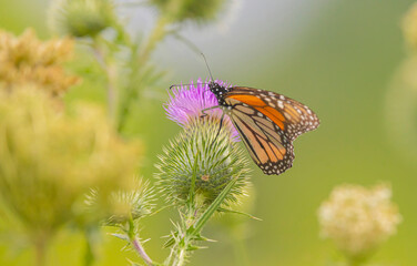 Monarch Butterfly On Wild Flower