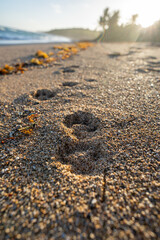 Dog pawprints in the sand of a tropical beach.