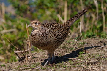 Female Japanese green pheasants (Phasianus versicolor) walk in fields