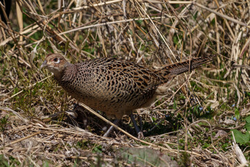 Female Japanese green pheasants (Phasianus versicolor) walk in fields