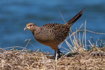 Female Japanese green pheasants (Phasianus versicolor) walk in fields