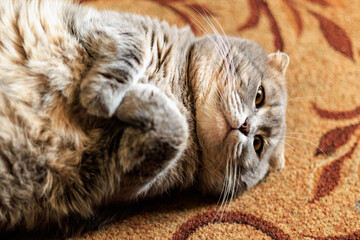 Scottish fold cat relaxing on patterned carpet