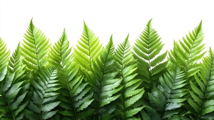 Fototapeta premium Lush green ferns creating a vibrant backdrop against a bright white background
