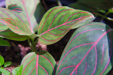 Close up of a very beautiful red aglaonema plant with a combination of red and green colors