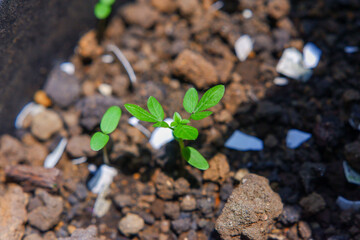 young plant growing in soil