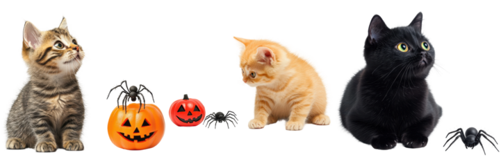 Cute Kittens and Cats with Halloween Decorations and Spiders