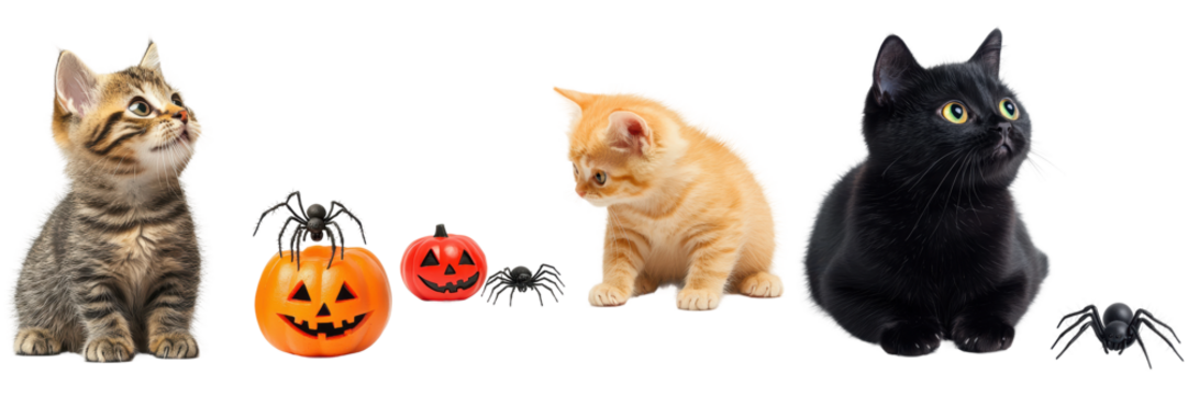 Cute Kittens and Cats with Halloween Decorations and Spiders