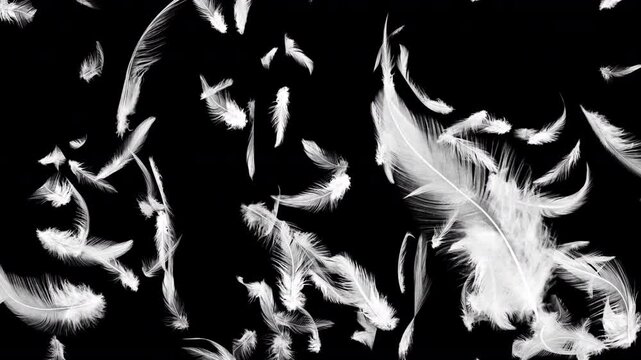 はじける羽根 黒背景