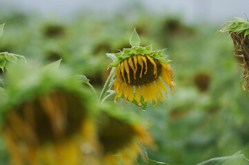 元気のないひまわり