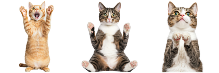 Playful Cats with Expression and Personality in Three Poses
