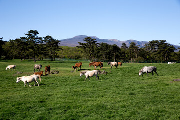 Fototapeta premium Jeju Ranch