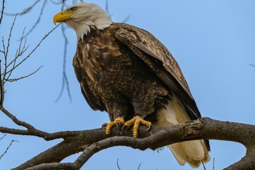 Bald Eagle Perched on a Tree Branch at Loess Bluffs National Wildlife Refuge, near Forest City, Missouri.