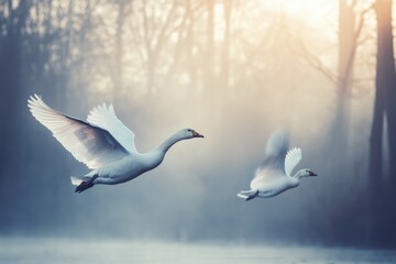 Fototapeta premium Two White Swans Soaring Through Misty Woods