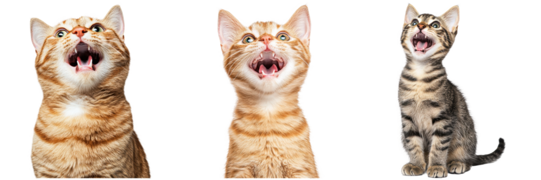 Playful Cats with Open Mouths Expressing Different Emotions