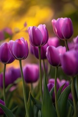Obraz premium Beautiful tulip flower in Spring.