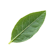 Fresh Green Bay Leaf Isolated on a White Background for Culinary and Herbal Uses