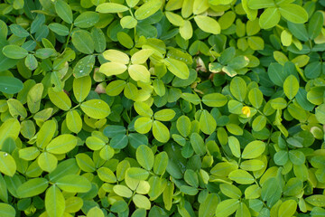 green leaves background