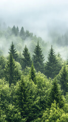 Obraz premium Evergreen trees tower through a soft fog in nature's embrace