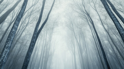 Misty teal forest enveloped in soft fog reveals tall, bare trees at twilight