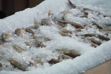 Fresh fish displayed on ice at a local market in summer