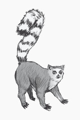 Gray Lemur animal illustration vector