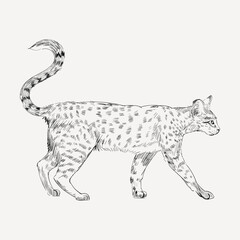 Savannah cat animal illustration vector
