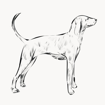 recommend clip art: Greyhound dog animal illustration vector