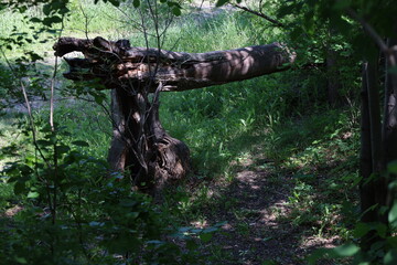 broken tree in shade beside hiking walking cycling trail on sunny summer day