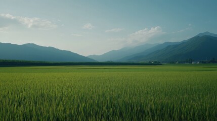 Fototapeta premium Lush green rice paddy field, mountain backdrop, idyllic rural landscape, sunset, travel