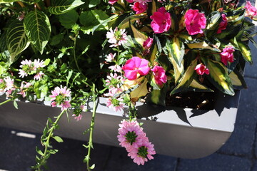 close-up plethora of pink purple red flowers in a landscaping planter in bright sunshine