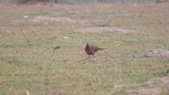 A Spotted Dove, locally known as Tila Ghughu in Bangladesh and also called mountain dove, pearl-necked dove, lace-necked dove, or spotted turtle-dove, walks through a grassy field, foraging and eating