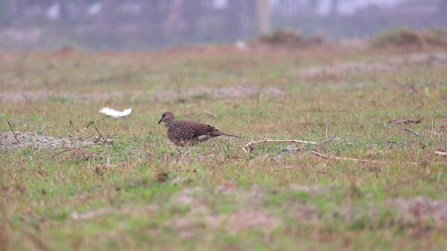 A Spotted Dove (Spilopelia chinensis), locally known as Tila Ghughu in Bangladesh, feeds in a field. It is also called mountain dove, pearl-necked dove, lace-necked dove, or spotted turtle-dove.