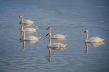Group of swans on blue lake water in a sunny day.